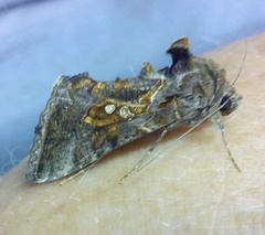 Chrysodeixis