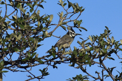 Baeolophus wollweberi