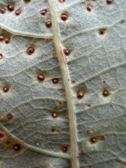 Neuroterus saltarius