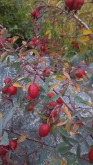 Rosa nutkana