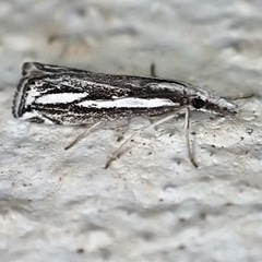 Catoptria staudingeri