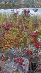 Rosa nutkana