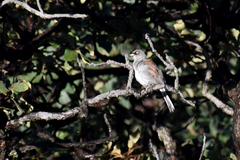 Junco phaeonotus
