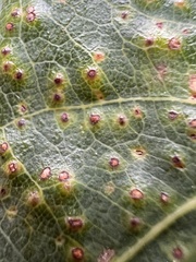 Neuroterus saltarius