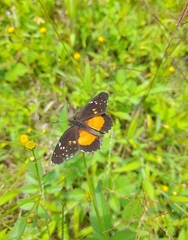 Chlosyne lacinia