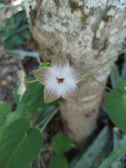 Polystemma guatemalense