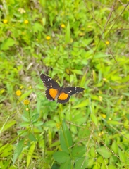 Chlosyne lacinia