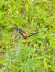 Chlosyne lacinia