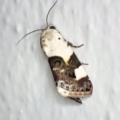 Acontia lucida