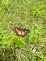 Chlosyne lacinia