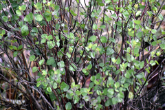 Lippia graveolens