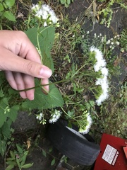 Ageratina