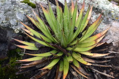 Agave schidigera