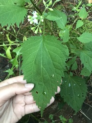 Ageratina