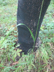 Achnatherum pekinense