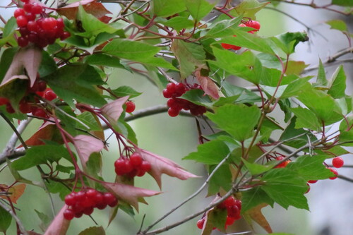 Viburnum trilobum, photograph 4