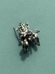 Phidippus otiosus