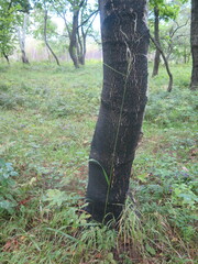 Achnatherum pekinense