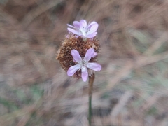 Armeria langei