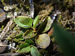 Gaultheria humifusa