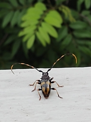 Dendrobias mandibularis