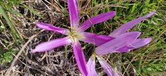 Colchicum montanum