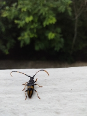 Dendrobias mandibularis