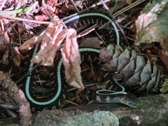 Thamnophis sirtalis concinnus