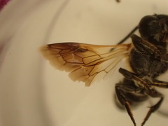 Megachile umbripennis