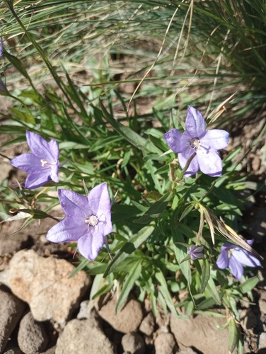 Image of Campanula parryi by (c) Mike Ostrowski, some rights reserved (CC BY-SA)