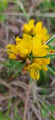 Ulex