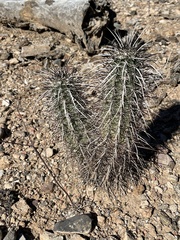 Echinocereus engelmannii engelmannii