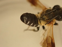 Megachile umbripennis