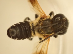 Megachile umbripennis