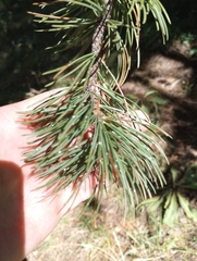 Pinus aristata