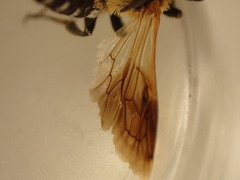 Megachile umbripennis