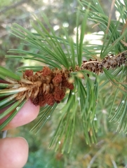 Pinus aristata