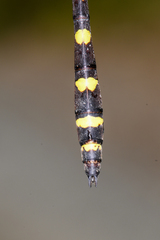 Cordulegaster dorsalis