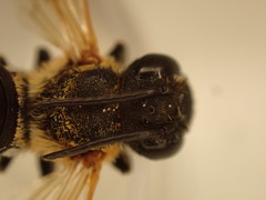 Megachile umbripennis