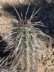 Echinocereus engelmannii engelmannii
