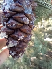 Pinus aristata