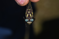 Cordulegaster dorsalis