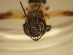 Megachile umbripennis