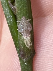Flatidae
