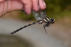 Cordulegaster dorsalis