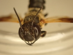 Megachile umbripennis