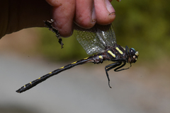 Cordulegaster dorsalis