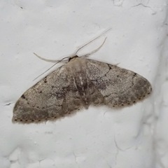 Idaea laevigata