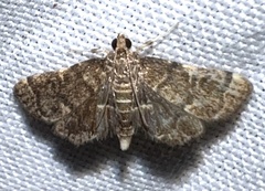 Anageshna primordialis