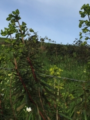 Euphorbia amygdaloides